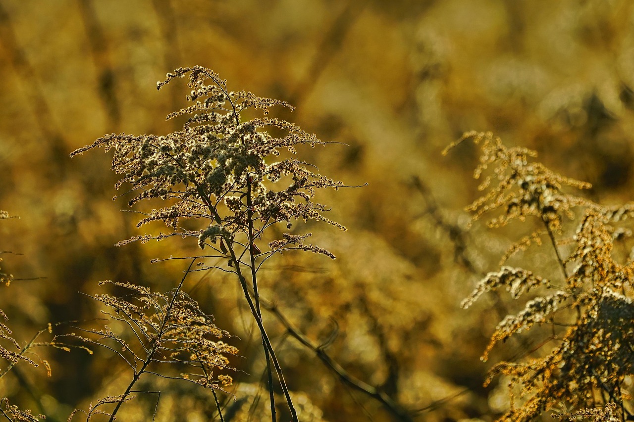 DIY Goldenrod Salve Base: Working With Your Infused Oil