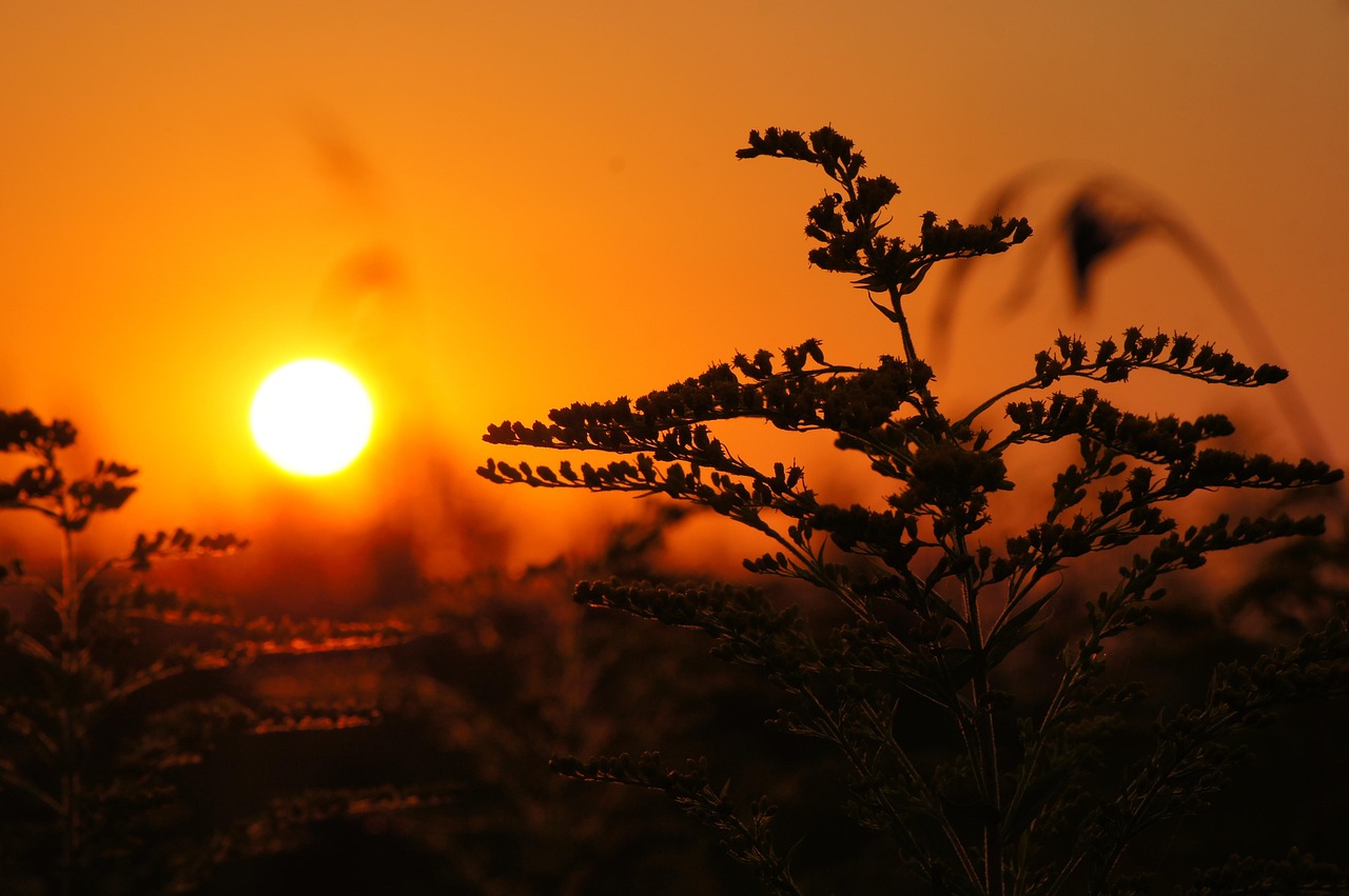Goldenrod in Folklore and Field: A Short History of the Golden Wand