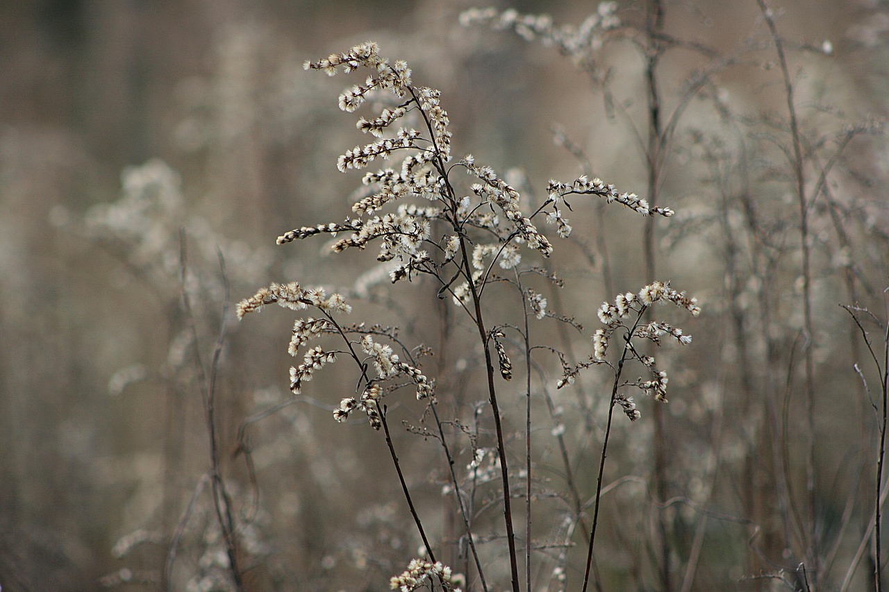 Goldenrod Season: Making the Most of the September Bloom