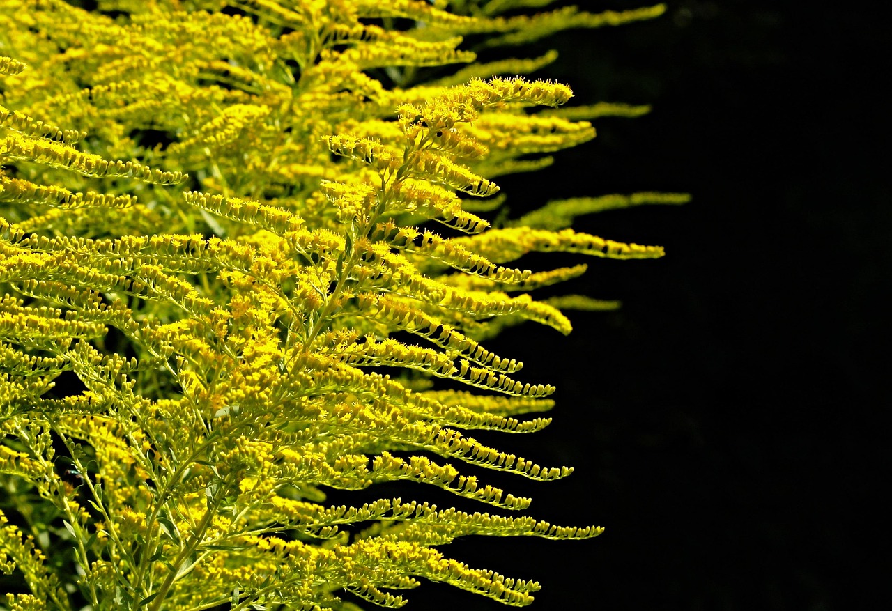 How to Make Goldenrod Infused Oil From Fresh Blooms