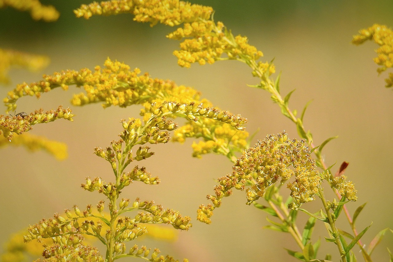 How to Store a Rare Oil Like Goldenrod: Protecting a Small-Batch Bottle