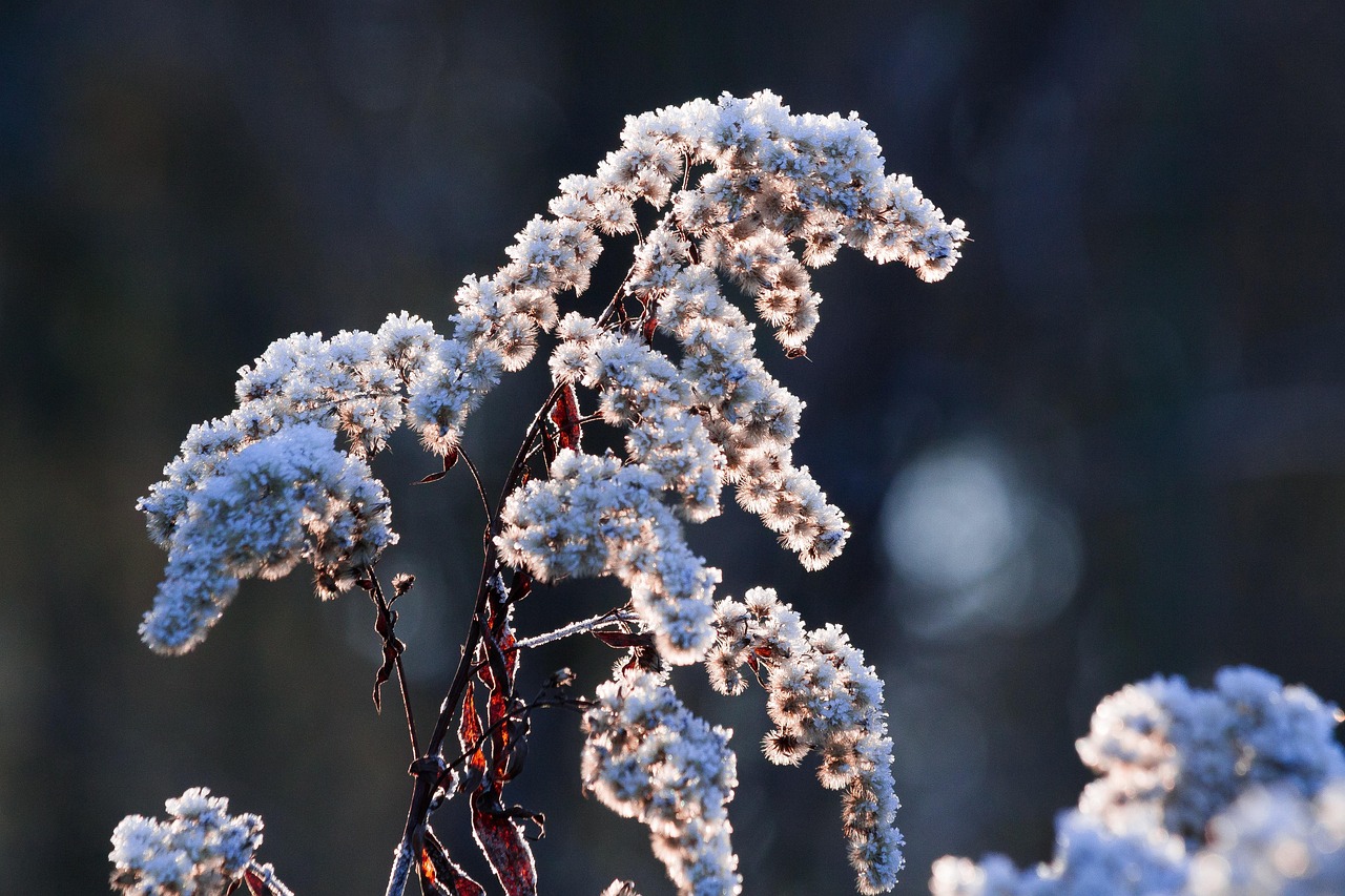 Solidago Canadensis: The Wildflower Behind Goldenrod Oil